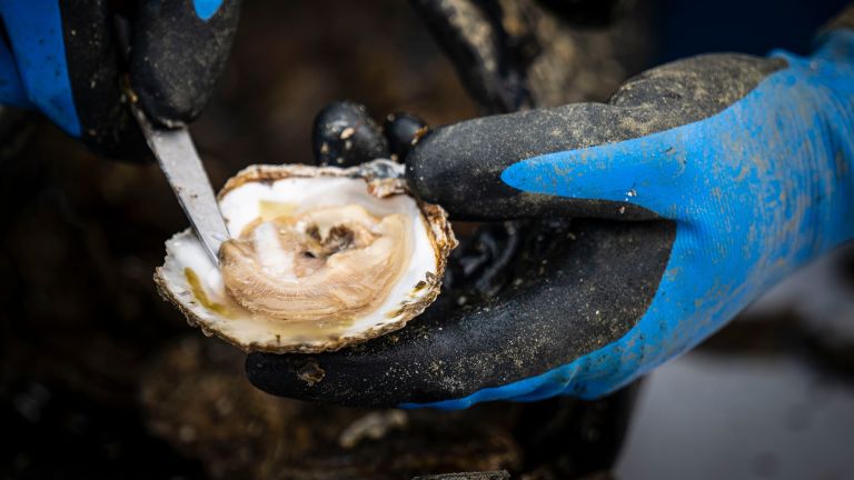 Oesterseizoen 2023 nieuwe Zeeuwse oester